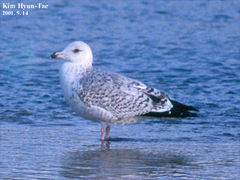 Larus argentatus mongolicus