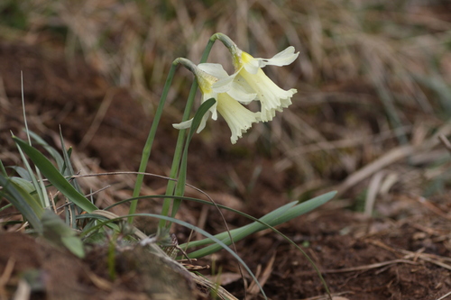Head-to-head Daffodil (Narcissus ×)