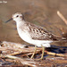 Long-toed Stint - Photo (c) Kim, Hyun-tae, some rights reserved (CC BY)