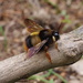 Chinese Bumble-bee Carpenter - Photo (c) adrianuskomnenus, some rights reserved (CC BY-NC)