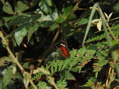 Anartia amathea