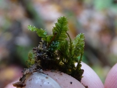 Plagiothecium laetum