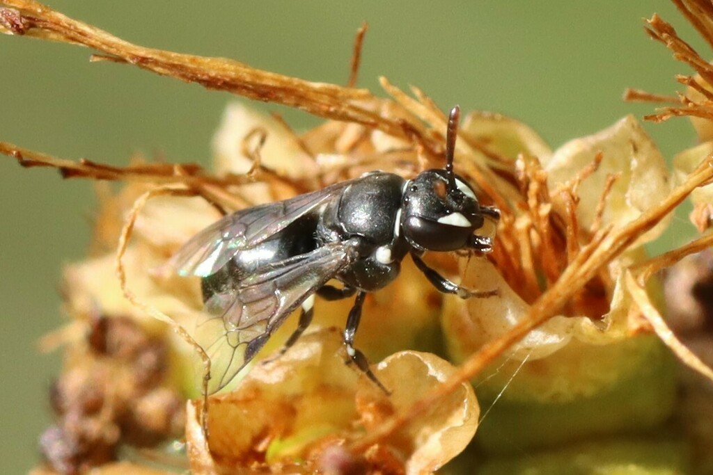 White-marked Masked Bee