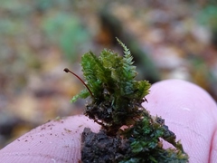 Plagiothecium laetum