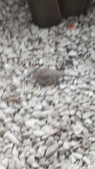 Columbina inca