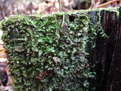 Plagiothecium laetum