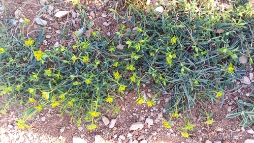 Image of Euphorbia flavicoma by (c) Thibaud Aronson, some rights reserved (CC BY-SA)