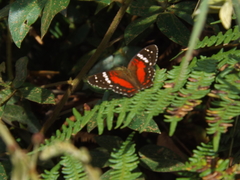 Anartia amathea