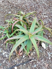 Aloe cameronii