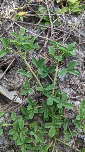 Image of Indigofera trifoliata by (c) Cheng-Te Hsu, some rights reserved (CC BY)