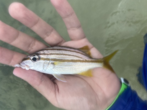 Scalyfin grunt (Haemulon squamipinna) — Haemulidae — 3