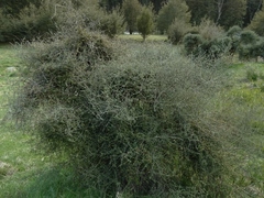 Olearia bullata
