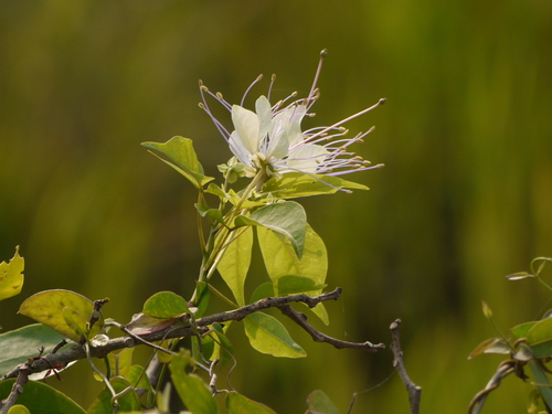Crateva adansonii