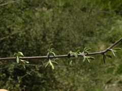 Olearia bullata