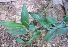 Dichanthelium latifolium