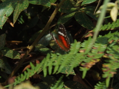 Anartia amathea
