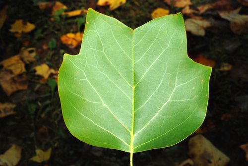 Liriodendron tulipifera