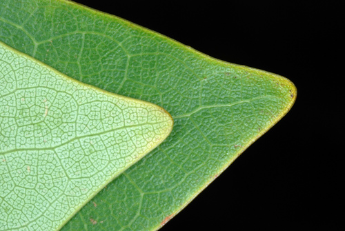 Liriodendron tulipifera