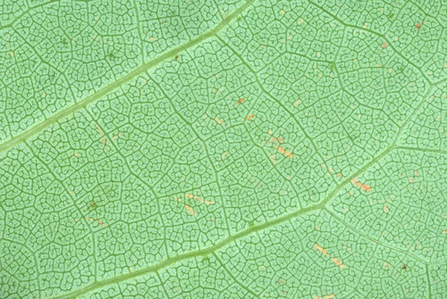 Liriodendron tulipifera