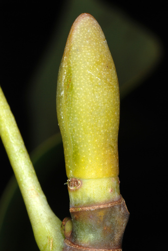 Liriodendron tulipifera