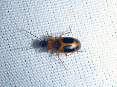 Badister neopulchellus