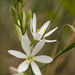 St Bernard's Lily - Photo (c) ƒred, some rights reserved (CC BY-NC-SA)