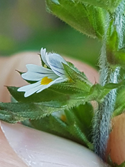 Euphrasia hudsoniana