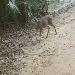 Odocoileus virginianus yucatanensis