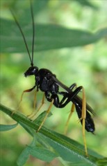 Exetastes suaveolens