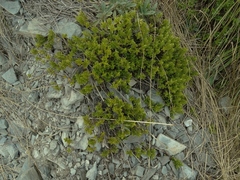 Veronica rakaiensis