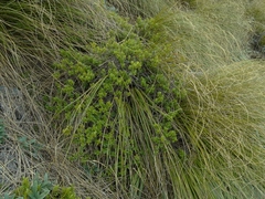 Veronica rakaiensis