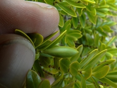 Veronica rakaiensis