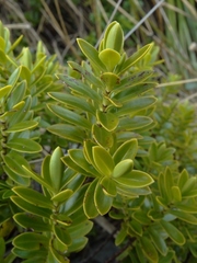 Veronica rakaiensis