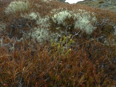 Pimelea poppelwellii