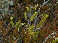 Pimelea poppelwellii