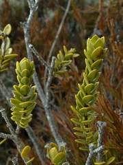 Pimelea poppelwellii