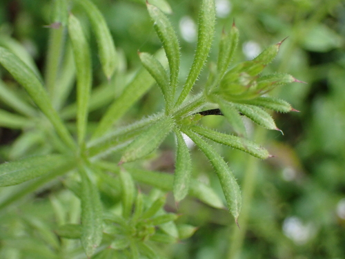 Ljepljiva broćika (Galium aparine)