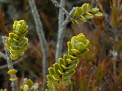 Pimelea poppelwellii