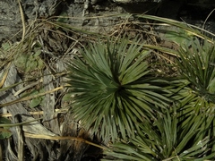 Aciphylla spedenii