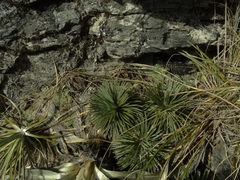 Aciphylla spedenii