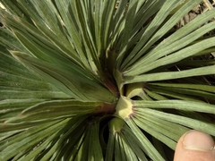 Aciphylla spedenii