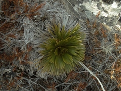Aciphylla lecomtei