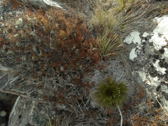 Aciphylla lecomtei