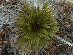 Aciphylla lecomtei