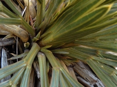 Aciphylla lecomtei