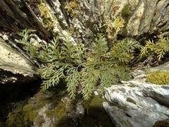 Asplenium richardii