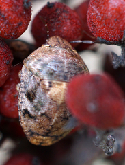 Stethaulax marmorata