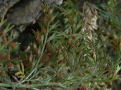 Asplenium richardii