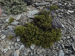 Veronica buchananii