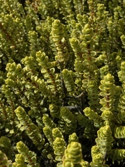 Veronica buchananii